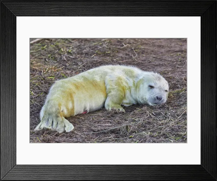 Framed Print : A newborn Grey Seal pup (Halichoerus grypus) on the shore in winter, at Donna Nook Nature Reserve, on the North Sea coast of Lincolnshire, Great Britain Framed Print : A newborn Grey Seal pup (Halichoerus grypus) on the shore in winter, at Donna Nook Nature Reserve, on the North Sea coast of Lincolnshire, Great Britain