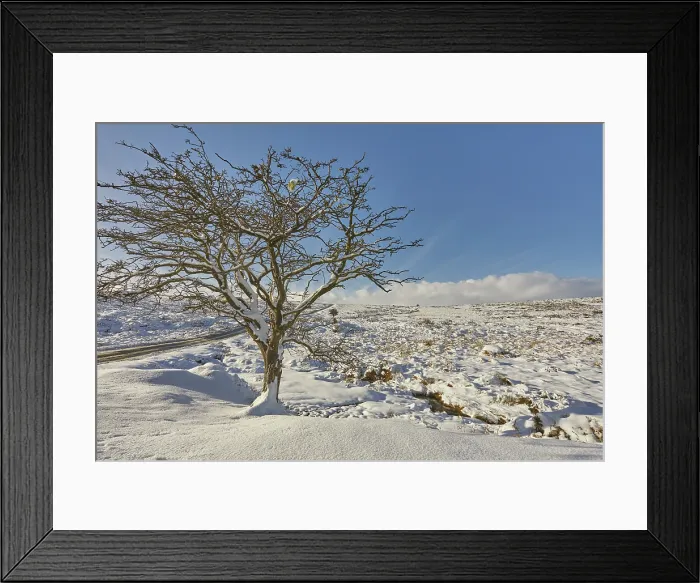 Framed Print : A lone hawthorn tree in snow in the dead of winter, near Moretonhampstead, Dartmoor National Park, Devon, Great Britain Framed Print : A lone hawthorn tree in snow in the dead of winter, near Moretonhampstead, Dartmoor National Park, Devon, Great Britain