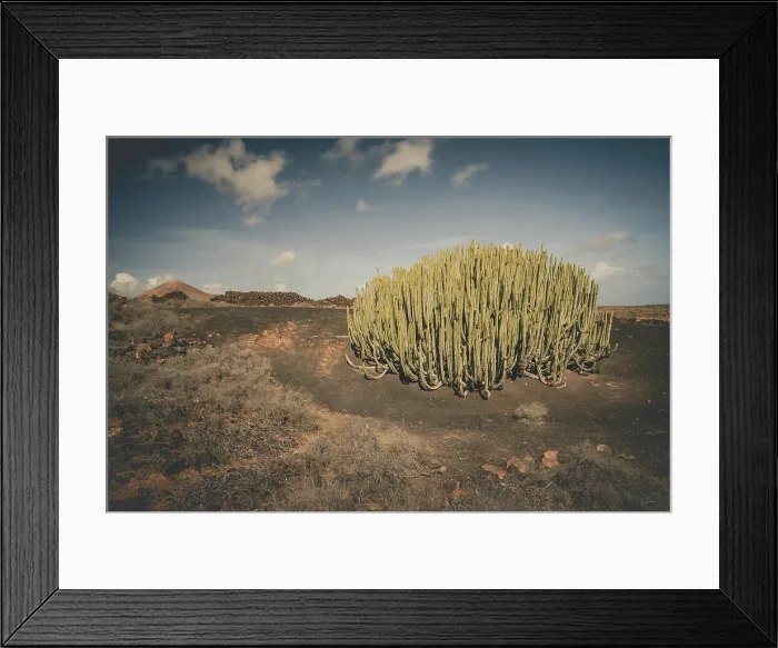 Framed Print : A Large Cactus in a lava field in Lanzarote in the Canary Islands, Spain
