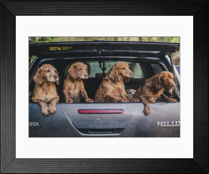 Framed Print : cock and springer spaniel gun dogs in a shoot bus / pickup on a pheasant shoot in UK Framed Print : cock and springer spaniel gun dogs in a shoot bus / pickup on a pheasant shoot in UK