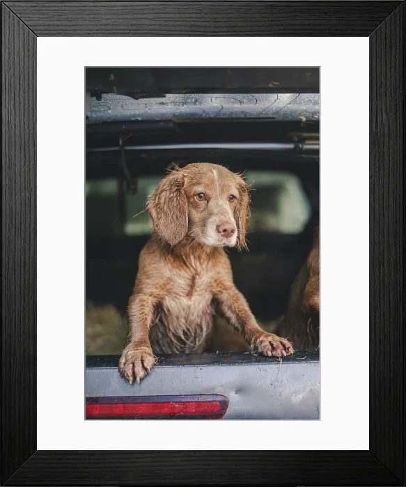 Framed Print : cock and springer spaniel gun dog in a shoot bus / pickup on a pheasant shoot in UK Framed Print : cock and springer spaniel gun dog in a shoot bus / pickup on a pheasant shoot in UK
