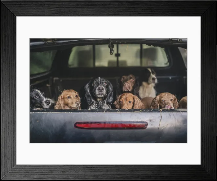 Framed Print : cock and springer spaniel gun dogs in a shoot bus / pickup on a pheasant shoot in UK Framed Print : cock and springer spaniel gun dogs in a shoot bus / pickup on a pheasant shoot in UK