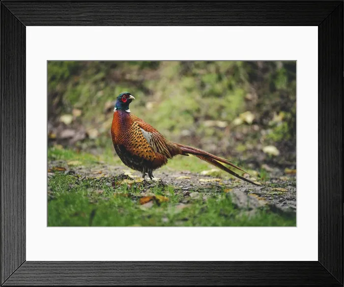 Framed Print : A cock male pheasant Framed Print : A cock male pheasant