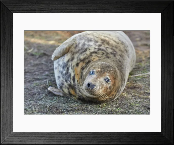 Framed Print : A young Grey Seal pup (Halichoerus grypus) on the shore in winter, at Donna Nook Nature Reserve, on the North Sea coast of Lincolnshire, Great Britain Framed Print : A young Grey Seal pup (Halichoerus grypus) on the shore in winter, at Donna Nook Nature Reserve, on the North Sea coast of Lincolnshire, Great Britain