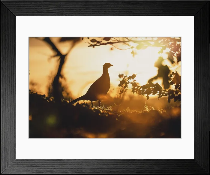 Framed Print : A silhouette of a cock male pheasant in afternoon glow light Framed Print : A silhouette of a cock male pheasant in afternoon glow light