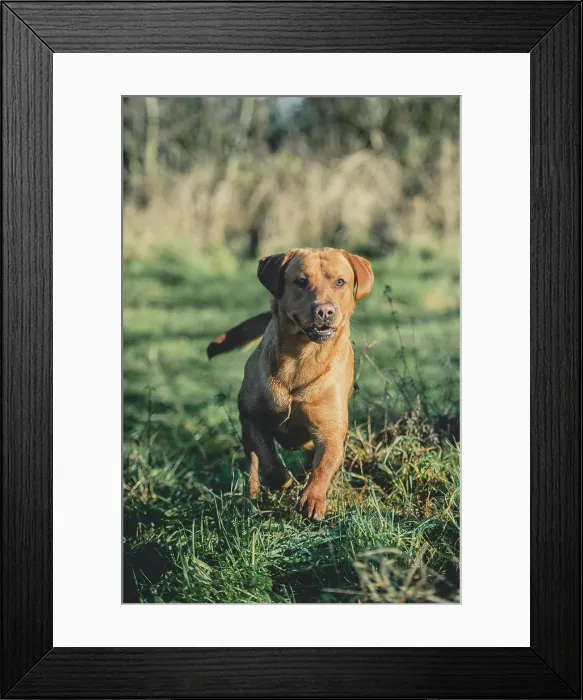 Framed Print : 2 Red Labrador Gun Dogs in the sunshine on a pheasant shoot in the UK Framed Print : 2 Red Labrador Gun Dogs in the sunshine on a pheasant shoot in the UK