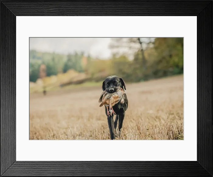 Framed Print : A black labrador with a partridge in its mouth on a pheasant shoot in UK Framed Print : A black labrador with a partridge in its mouth on a pheasant shoot in UK