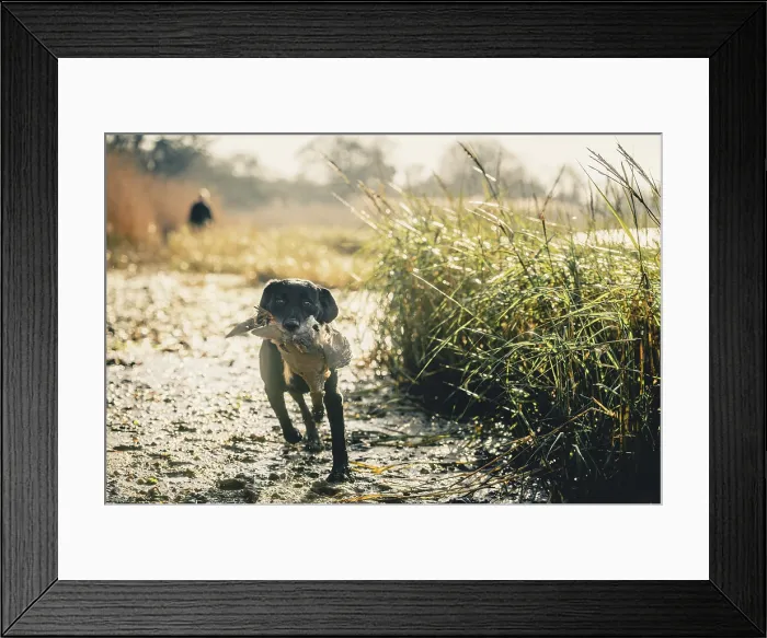 Framed Print : A cocker Spaniel with a pheasant in its mouth on a pheasant shoot in the UK Framed Print : A cocker Spaniel with a pheasant in its mouth on a pheasant shoot in the UK