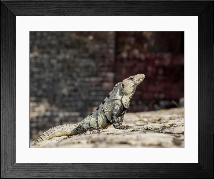 Framed Print : Iguana at Great Acropolis, Edzna Archaeological Site, Campeche State, Mexico Framed Print : Iguana at Great Acropolis, Edzna Archaeological Site, Campeche State, Mexico