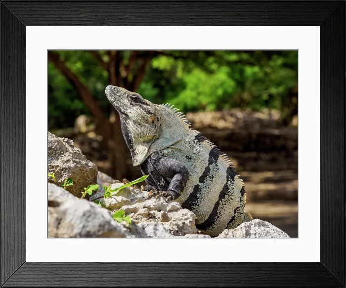 Framed Print : Iguana at Edzna Archaeological Site, Campeche State, Mexico Framed Print : Iguana at Edzna Archaeological Site, Campeche State, Mexico