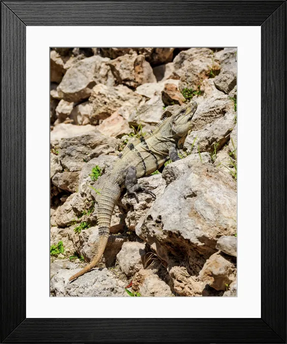 Framed Print : Iguana at Edzna Archaeological Site, Campeche State, Mexico Framed Print : Iguana at Edzna Archaeological Site, Campeche State, Mexico