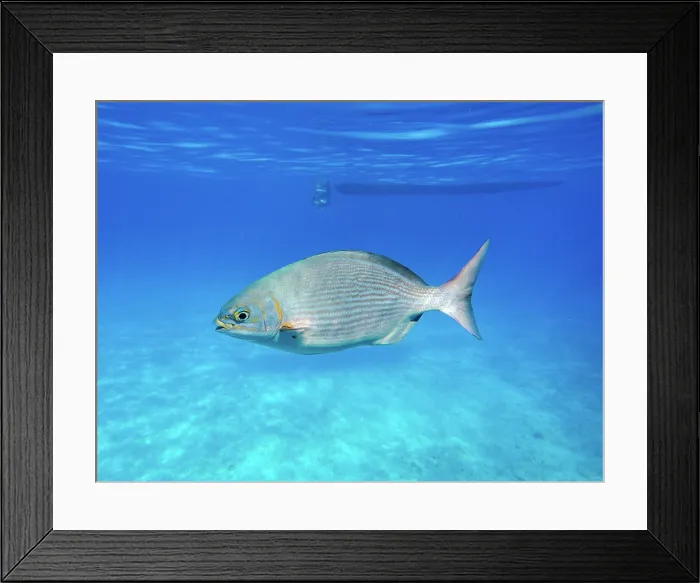 Framed Print : Kyphosus sectatrix seen during the Palancar Gardens, El Cielito and Colombia Deep Reef Snorkelling Tour, Cozumel Island, Quintana Roo State, Mexico Framed Print : Kyphosus sectatrix seen during the Palancar Gardens, El Cielito and Colombia Deep Reef Snorkelling Tour, Cozumel Island, Quintana Roo State, Mexico