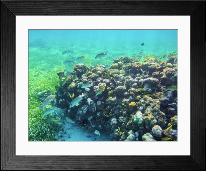 Framed Print : Underwater photo taken during the Palancar Gardens, El Cielito and Colombia Deep Reef Snorkelling Tour, Cozumel Island, Quintana Roo State, Mexico Framed Print : Underwater photo taken during the Palancar Gardens, El Cielito and Colombia Deep Reef Snorkelling Tour, Cozumel Island, Quintana Roo State, Mexico