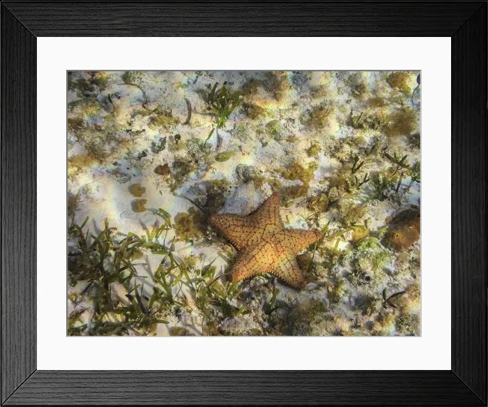 Framed Print : Sea Star seen during the Palancar Gardens, El Cielito and Colombia Deep Reef Snorkelling Tour, Cozumel Island, Quintana Roo State, Mexico