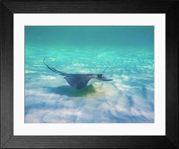 Framed Print : Stingray seen during Palancar Gardens, El Cielito and Colombia Deep Reef Snorkelling Tour, Cozumel Island, Quintana Roo State, Mexico Framed Print : Stingray seen during Palancar Gardens, El Cielito and Colombia Deep Reef Snorkelling Tour, Cozumel Island, Quintana Roo State, Mexico