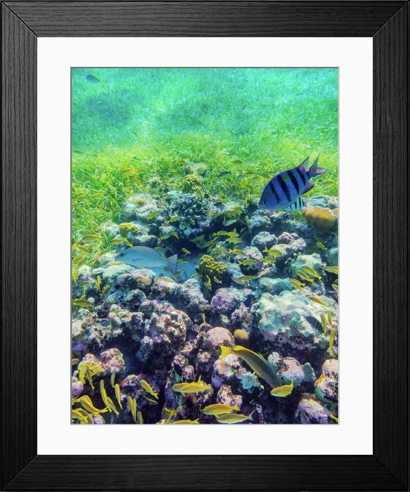 Framed Print : Underwater photo taken during the Palancar Gardens, El Cielito and Colombia Deep Reef Snorkelling Tour, Cozumel Island, Quintana Roo State, Mexico Framed Print : Underwater photo taken during the Palancar Gardens, El Cielito and Colombia Deep Reef Snorkelling Tour, Cozumel Island, Quintana Roo State, Mexico