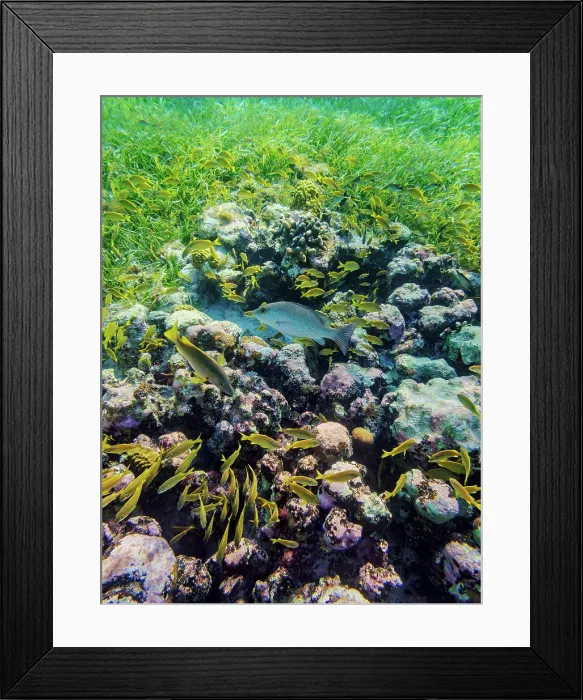 Framed Print : Underwater photo taken during the Palancar Gardens, El Cielito and Colombia Deep Reef Snorkelling Tour, Cozumel Island, Quintana Roo State, Mexico Framed Print : Underwater photo taken during the Palancar Gardens, El Cielito and Colombia Deep Reef Snorkelling Tour, Cozumel Island, Quintana Roo State, Mexico