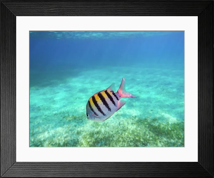 Framed Print : The sergeant major or pintano fish(Abudefduf saxatilis) seen during the Palancar Gardens, El Cielito and Colombia Deep Reef Snorkelling Tour, Cozumel Island, Quintana Roo State Framed Print : The sergeant major or pintano fish(Abudefduf saxatilis) seen during the Palancar Gardens, El Cielito and Colombia Deep Reef Snorkelling Tour, Cozumel Island, Quintana Roo State