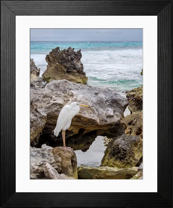 Framed Print : Great egret (Ardea alba), Punta Cancun, Cancun, Quintana Roo State, Mexico Framed Print : Great egret (Ardea alba), Punta Cancun, Cancun, Quintana Roo State, Mexico