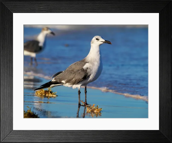Framed Print : Seagull at the Paradise Beach, Tulum, Quintana Roo State, Mexico Framed Print : Seagull at the Paradise Beach, Tulum, Quintana Roo State, Mexico