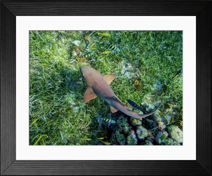 Framed Print : Nurse shark (Ginglymostoma cirratum) seen during the Palancar Gardens, El Cielito and Colombia Deep Reef Snorkelling Tour, Cozumel Island, Quintana Roo State, Mexico Framed Print : Nurse shark (Ginglymostoma cirratum) seen during the Palancar Gardens, El Cielito and Colombia Deep Reef Snorkelling Tour, Cozumel Island, Quintana Roo State, Mexico