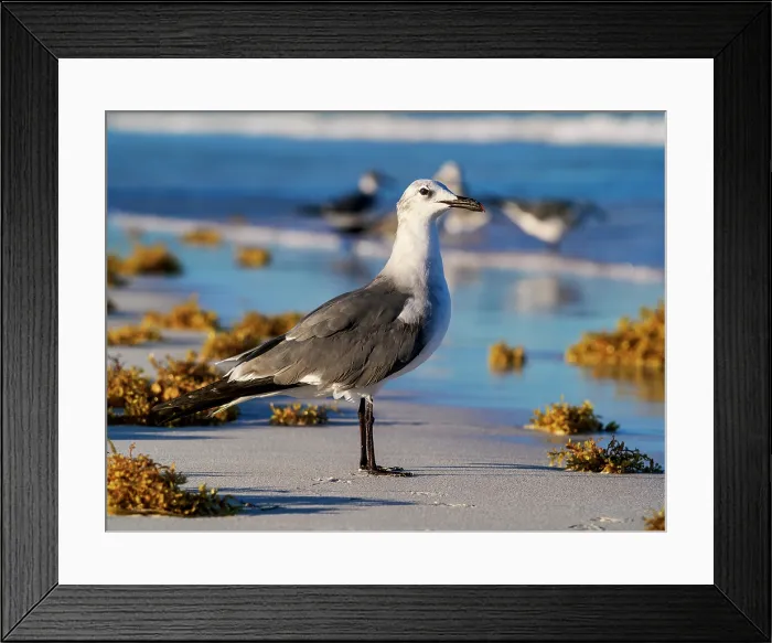 Framed Print : Seagull at the Paradise Beach, Tulum, Quintana Roo State, Mexico Framed Print : Seagull at the Paradise Beach, Tulum, Quintana Roo State, Mexico