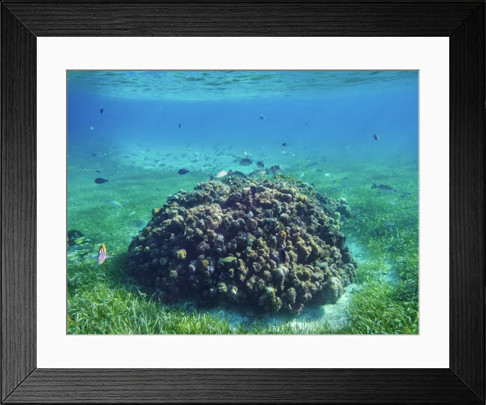 Framed Print : Underwater photo taken during the Palancar Gardens, El Cielito and Colombia Deep Reef Snorkelling Tour, Cozumel Island, Quintana Roo State, Mexico Framed Print : Underwater photo taken during the Palancar Gardens, El Cielito and Colombia Deep Reef Snorkelling Tour, Cozumel Island, Quintana Roo State, Mexico