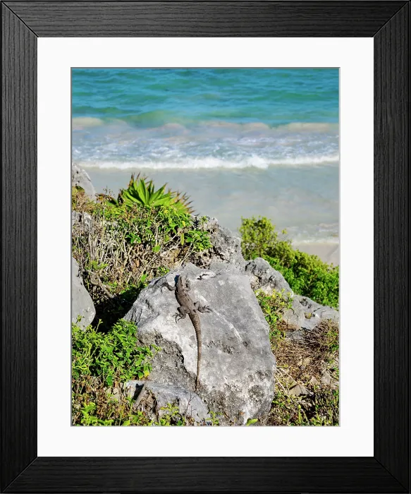 Framed Print : Iguana at the rock with Caribbean Sea in the background, Paradise Beach, Tulum, Quintana Roo State, Mexico Framed Print : Iguana at the rock with Caribbean Sea in the background, Paradise Beach, Tulum, Quintana Roo State, Mexico