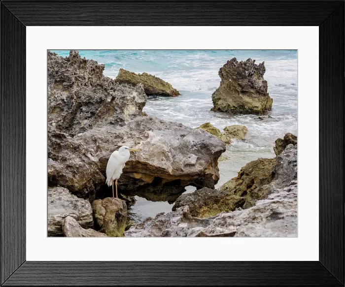 Framed Print : Great egret (Ardea alba), Punta Cancun, Cancun, Quintana Roo State, Mexico Framed Print : Great egret (Ardea alba), Punta Cancun, Cancun, Quintana Roo State, Mexico