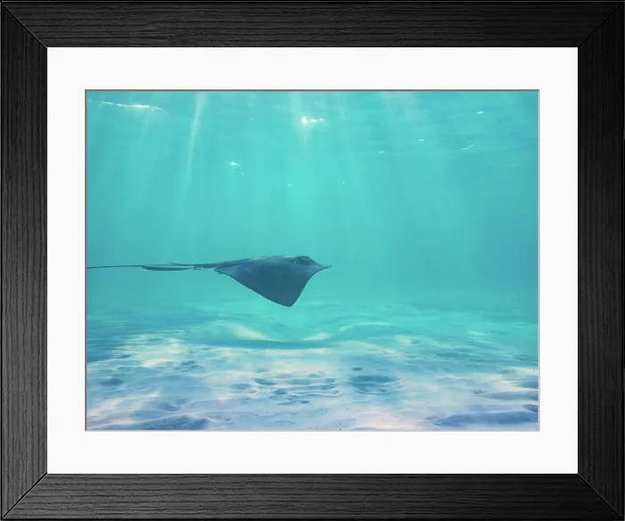 Framed Print : Stingray seen during Palancar Gardens, El Cielito and Colombia Deep Reef Snorkelling Tour, Cozumel Island, Quintana Roo State, Mexico Framed Print : Stingray seen during Palancar Gardens, El Cielito and Colombia Deep Reef Snorkelling Tour, Cozumel Island, Quintana Roo State, Mexico