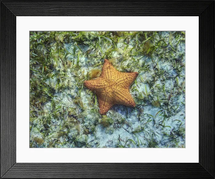 Framed Print : Sea Star seen during the Palancar Gardens, El Cielito and Colombia Deep Reef Snorkelling Tour, Cozumel Island, Quintana Roo State, Mexico Framed Print : Sea Star seen during the Palancar Gardens, El Cielito and Colombia Deep Reef Snorkelling Tour, Cozumel Island, Quintana Roo State, Mexico