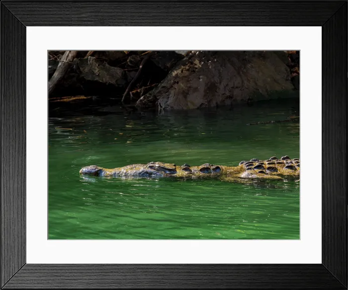 Framed Print : Crocodile at Sumidero Canyon, Chiapas State, Mexico Framed Print : Crocodile at Sumidero Canyon, Chiapas State, Mexico