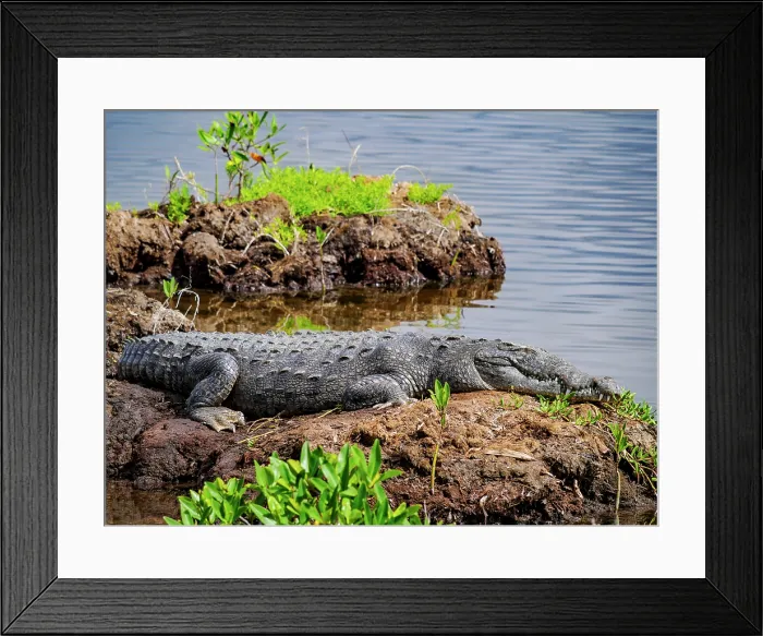 Framed Print : Crocodile at the Laguna Colombia, Punta Sur, Cozumel Island, Quintana Roo State, Mexico Framed Print : Crocodile at the Laguna Colombia, Punta Sur, Cozumel Island, Quintana Roo State, Mexico