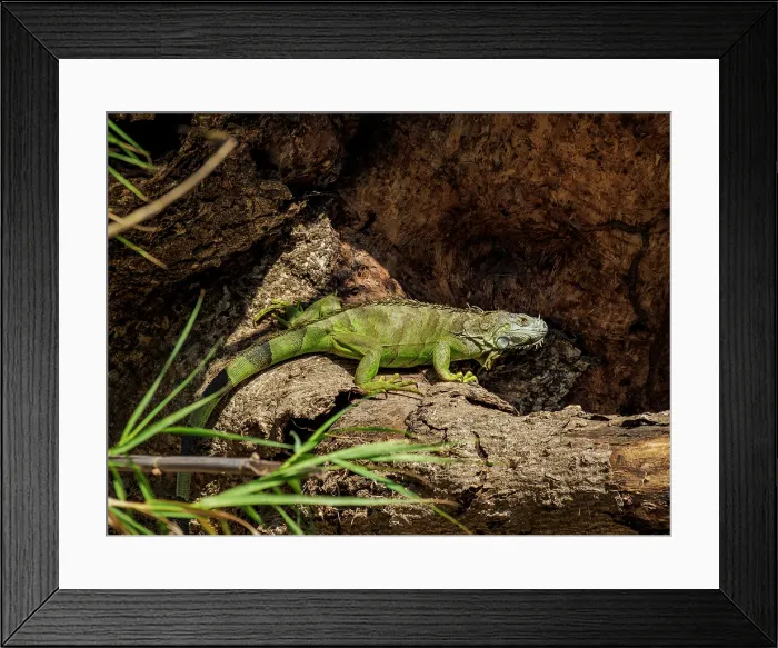 Framed Print : Green iguana at Sumidero Canyon, Chiapas State, Mexico Framed Print : Green iguana at Sumidero Canyon, Chiapas State, Mexico