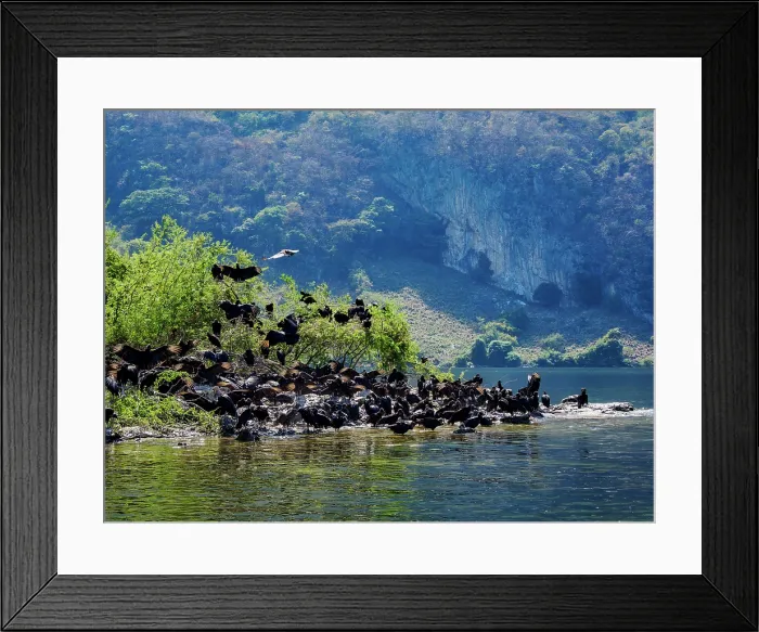 Framed Print : Black Vultures (Coragyps atratus) at Sumidero Canyon, Chiapas State, Mexico Framed Print : Black Vultures (Coragyps atratus) at Sumidero Canyon, Chiapas State, Mexico