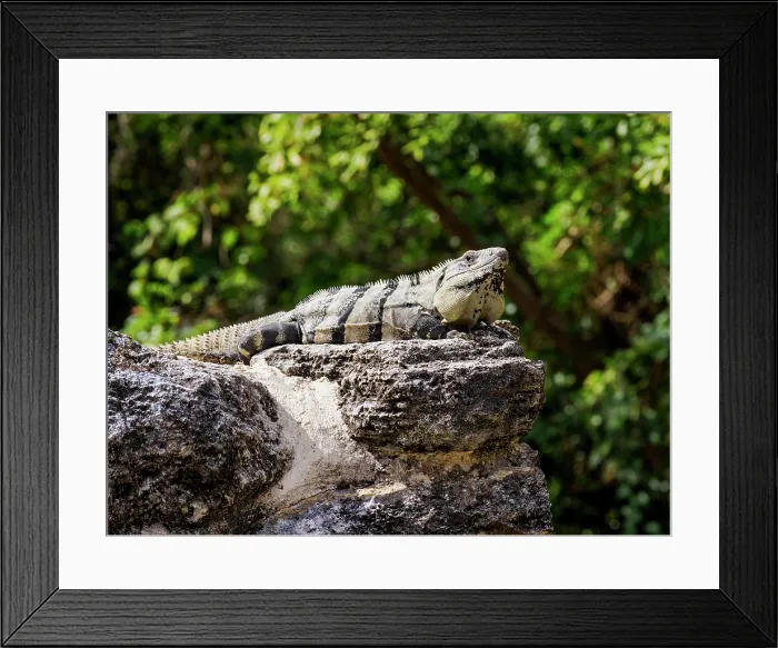 Framed Print : Iguana at San Gervasio Archaeological Site, Cozumel Island, Quintana Roo State, Mexico Framed Print : Iguana at San Gervasio Archaeological Site, Cozumel Island, Quintana Roo State, Mexico