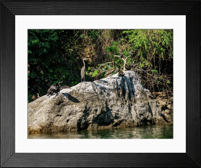 Framed Print : Birds at the rock in Sumidero Canyon, Chiapas State, Mexico Framed Print : Birds at the rock in Sumidero Canyon, Chiapas State, Mexico
