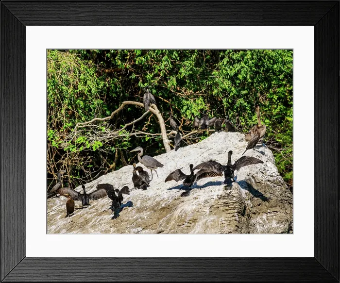 Framed Print : Birds at the rock in Sumidero Canyon, Chiapas State, Mexico Framed Print : Birds at the rock in Sumidero Canyon, Chiapas State, Mexico