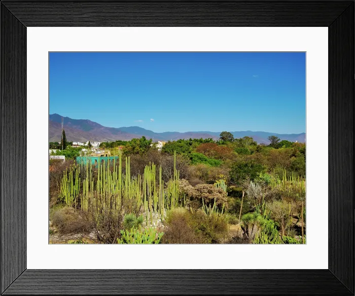 Framed Print : Oaxaca Ethnobotanical Garden by The Church and Convent of Santo Domingo de Guzman, Oaxaca de Juarez, Oaxaca State, Mexico Framed Print : Oaxaca Ethnobotanical Garden by The Church and Convent of Santo Domingo de Guzman, Oaxaca de Juarez, Oaxaca State, Mexico