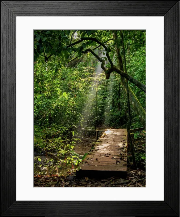 Framed Print : Moteipa Trail, Palenque Archaeological Site, Palenque, Chiapas State, Mexico Framed Print : Moteipa Trail, Palenque Archaeological Site, Palenque, Chiapas State, Mexico