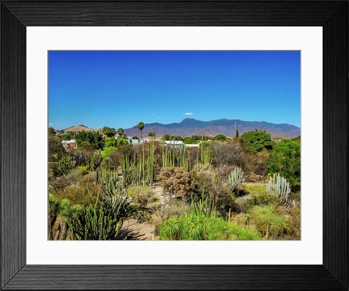 Framed Print : Oaxaca Ethnobotanical Garden by The Church and Convent of Santo Domingo de Guzman, Oaxaca de Juarez, Oaxaca State, Mexico Framed Print : Oaxaca Ethnobotanical Garden by The Church and Convent of Santo Domingo de Guzman, Oaxaca de Juarez, Oaxaca State, Mexico