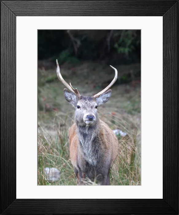 Framed Print : Stag, Rannoch Moor, Scotland Framed Print : Stag, Rannoch Moor, Scotland