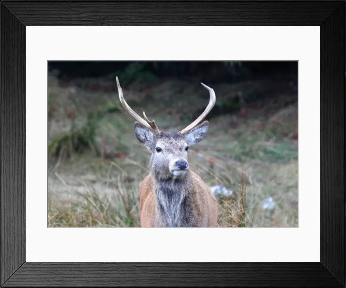 Framed Print : Stag, Rannoch Moor, Scotland