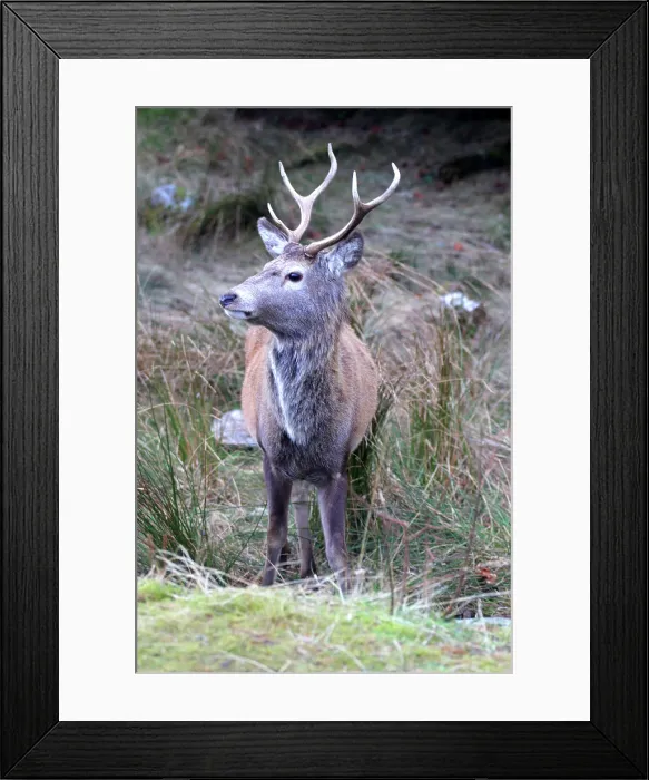 Framed Print : Stag, Rannoch Moor, Scotland