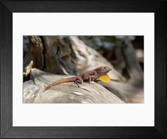 Framed Print : Jamaican Anole lizard (anolis grahami) with its orange dewlap extended, Bermuda