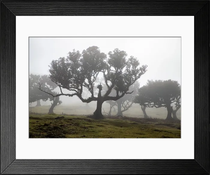 Framed Print : fanal laurel forest in madeira with majestic ancient trees Framed Print : fanal laurel forest in madeira with majestic ancient trees