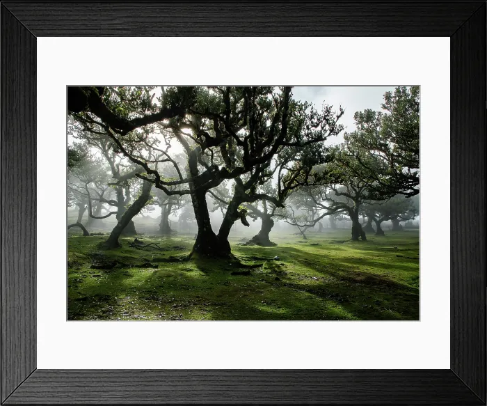 Framed Print : fanal laurel forest in madeira with majestic ancient trees Framed Print : fanal laurel forest in madeira with majestic ancient trees