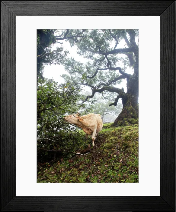 Framed Print : fanal laurel forest in madeira with majestic ancient trees Framed Print : fanal laurel forest in madeira with majestic ancient trees