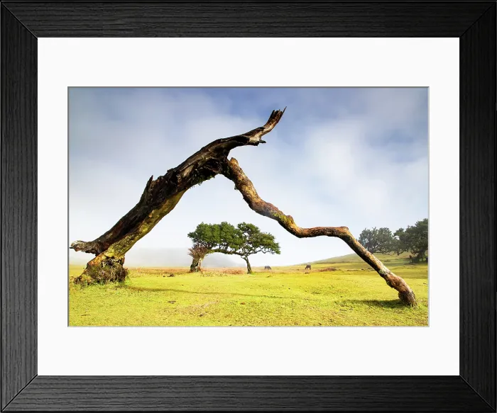 Framed Print : fanal laurel forest in madeira with majestic ancient trees Framed Print : fanal laurel forest in madeira with majestic ancient trees