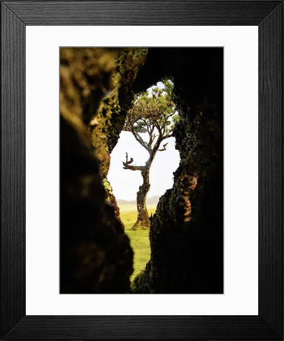Framed Print : fanal laurel forest in madeira with majestic ancient trees Framed Print : fanal laurel forest in madeira with majestic ancient trees